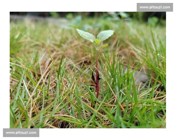 《在风雨中坚定生长我是一棵小草的成长故事》
